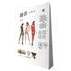 Бодістокінг Passion BS069 red, комбінезон, імітація панчох і боді PBS069R,6 - інтернет-магазин інтимних товарів Squitter